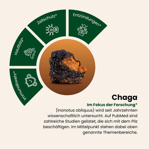 Chaga